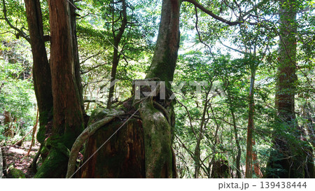 縄文杉トレッキング 屋久島 139438444