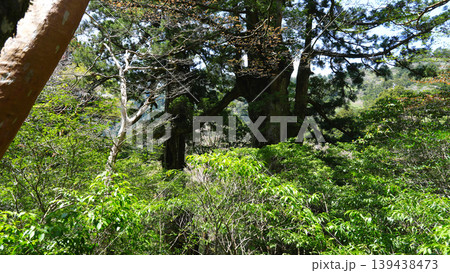 縄文杉トレッキング 夫婦杉 屋久島 139438473