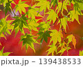 熊本　秋の菊池渓谷のモミジ 139438533