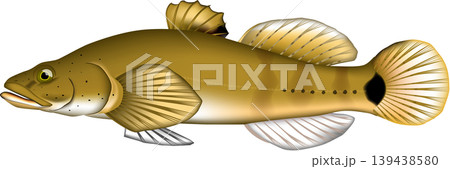 魚イラスト 「ゴリ」ハゼの仲間・標準和名ウキゴリ ベクター形式 白背景(pngは背景透過)・単体 魚イラスト 「ゴリ」ハゼの仲間・標準和名ウキゴリ ベクター形式 白背景(pngは背景透過)・単体 139438580