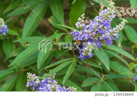 紫色の花に集まるクロマルハナバチの吸蜜シーン 紫色の花に集まるクロマルハナバチの吸蜜シーン 139438669