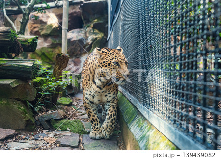 Leopard walks along the enclosure in a zoo during daylight hours on a sunny day Leopard walks along the enclosure in a zoo during daylight hours on a sunny day 139439082