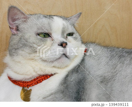Domestic cat with grey and white fur and vivid green eyes rests peacefully against a warm wooden background Domestic cat with grey and white fur and vivid green eyes rests peacefully against a warm wooden background 139439111
