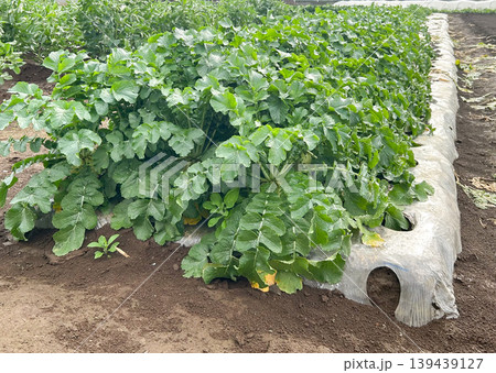 畑に育つ大根(ダイコン)の栽培、葉が茂る成長期の様子 畑に育つ大根(ダイコン)の栽培、葉が茂る成長期の様子 139439127