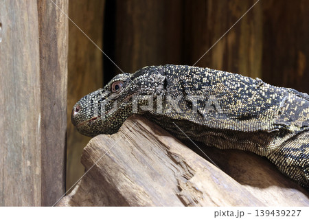 Wildlife Close-Up: Resting Lizard on Wood, Perfect for Nature Photography and Education 139439227