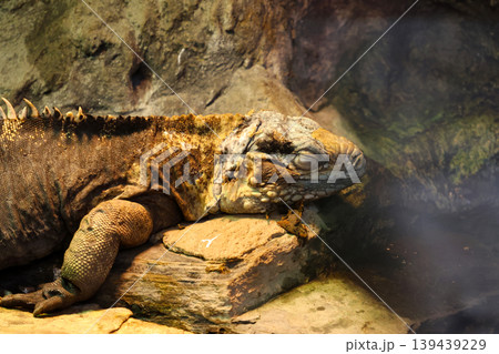 Resting Iguana in Natural Habitat for Wildlife and Reptile Photography 139439229