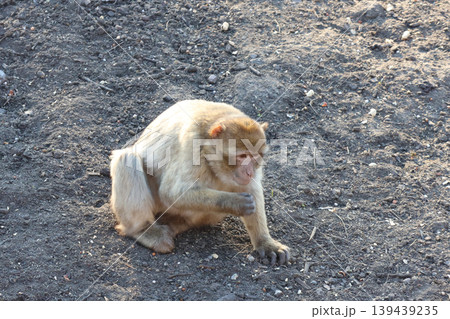 Wildlife Observation: Barbary Macaque Monkey in Natural Habitat for Conservation and Study 139439235
