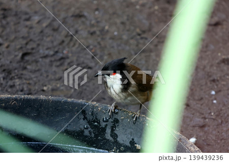 Red-Cheeked Bulbul Bird at Water Dish in Natural Habitat Red-Cheeked Bulbul Bird at Water Dish in Natural Habitat 139439236