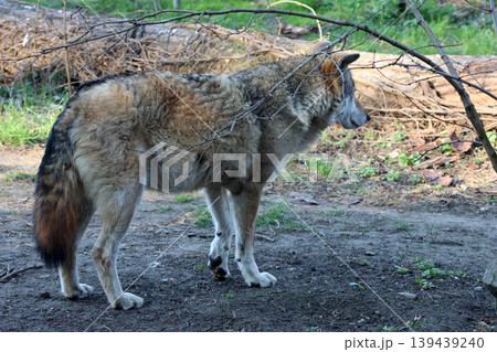 Majestic Wolf in Natural Habitat: Wildlife and Nature Conservation Photography Majestic Wolf in Natural Habitat: Wildlife and Nature Conservation Photography 139439240