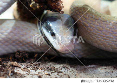 Close-Up of a Coiled Snake Under a Branch in Natural Habitat Close-Up of a Coiled Snake Under a Branch in Natural Habitat 139439248