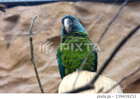 Vibrant Green Parrot Perched on a Branch in a Natural Habitat Setting for Wildlife Photography Vibrant Green Parrot Perched on a Branch in a Natural Habitat Setting for Wildlife Photography 139439251