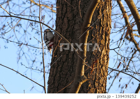 Woodpecker on Tree Trunk in Winter Forest, Nature and Wildlife Photography Woodpecker on Tree Trunk in Winter Forest, Nature and Wildlife Photography 139439252