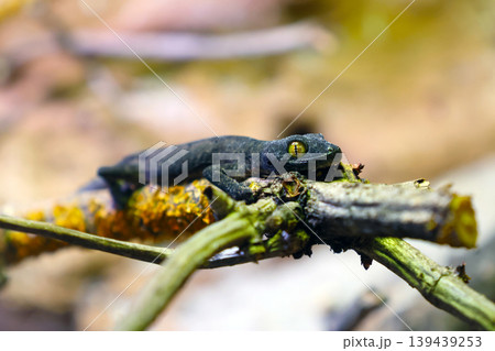 Close-Up of Gecko on Branch in Natural Habitat for Wildlife Themes Close-Up of Gecko on Branch in Natural Habitat for Wildlife Themes 139439253
