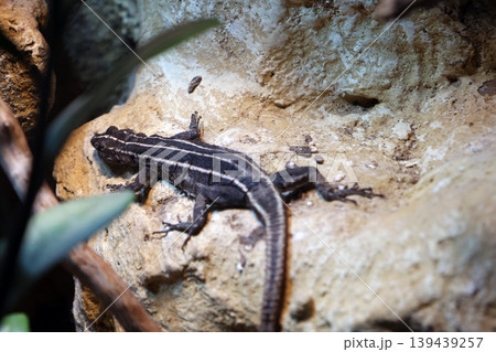 Wild Lizard on Rocky Terrain: Nature and Wildlife Photography for Posters and Design Wild Lizard on Rocky Terrain: Nature and Wildlife Photography for Posters and Design 139439257