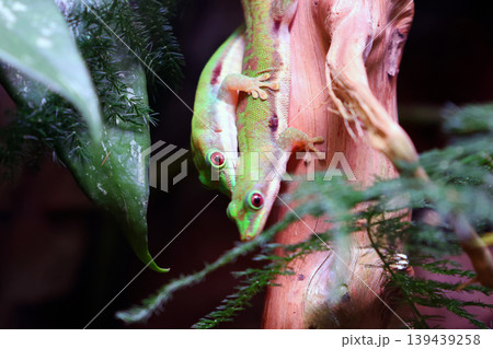Pair of Geckos on Tree Branch amidst Lush Greenery in Natural Habitat Pair of Geckos on Tree Branch amidst Lush Greenery in Natural Habitat 139439258