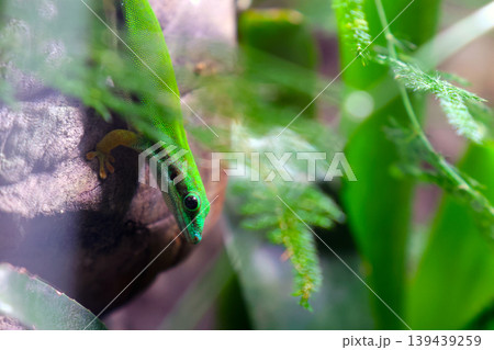 Vibrant Green Lizard in Natural Habitat - Wildlife Photography for Nature Enthusiasts Vibrant Green Lizard in Natural Habitat - Wildlife Photography for Nature Enthusiasts 139439259