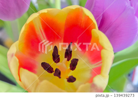 Vibrant Spring Tulip Bloom with Yellow and Red Petals for Floral Design Vibrant Spring Tulip Bloom with Yellow and Red Petals for Floral Design 139439273