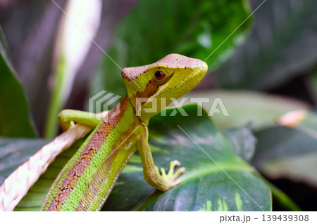 Green Lizard Perched on Leaf in Tropical Garden for Nature and Wildlife Designs 139439308