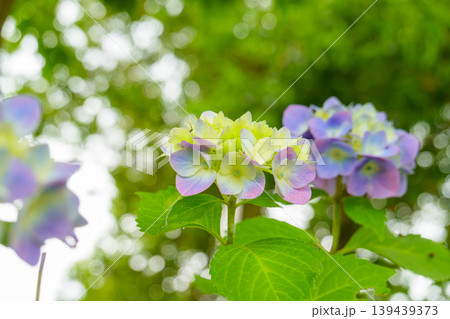 淡いパステルカラーの紫陽花と柔らかな光のボケ 139439373