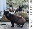 黒猫三匹衆 139439388