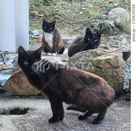 黒猫三匹衆 139439388