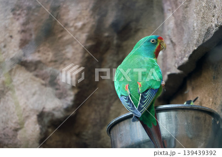 Colorful green parrot perched on a metal feeder against a rocky background, showcasing vibrant plumage and distinctive red and blue markings on its wings Colorful green parrot perched on a metal feeder against a rocky background, showcasing vibrant plumage and distinctive red and blue markings on its wings 139439392
