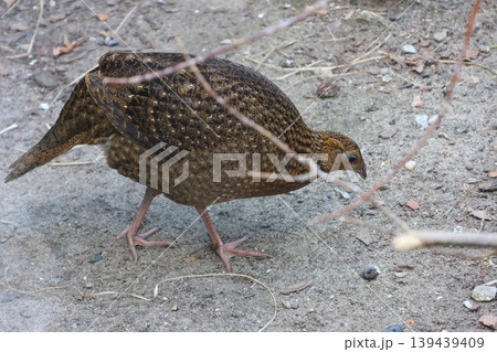 Brown bird with patterned feathers foraging on the ground in a natural habitat, surrounded by dirt and small stones, showcasing its unique plumage and posture 139439409