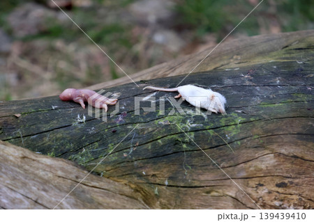 Two small rodents, a pink hairless baby mouse and a white adult mouse, resting on a weathered wooden log in a natural outdoor setting 139439410
