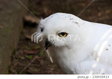 Snowy owl with striking yellow eyes perched on a branch, showcasing white feathers and distinctive facial features in a natural outdoor environment Snowy owl with striking yellow eyes perched on a branch, showcasing white feathers and distinctive facial features in a natural outdoor environment 139439413