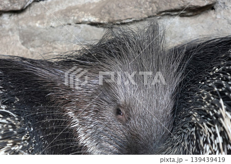 Close-up of a North American porcupine with distinctive quills and fur, resting against a rocky surface in its natural habitat Close-up of a North American porcupine with distinctive quills and fur, resting against a rocky surface in its natural habitat 139439419