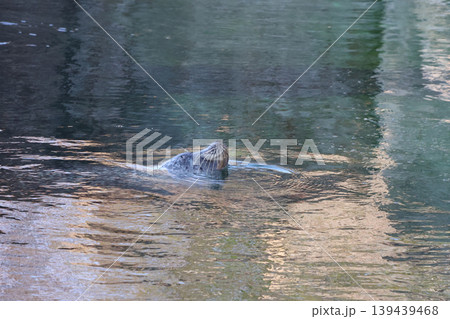 Sea lion swimming in calm water, partially submerged with its head above the surface, reflecting light from surrounding environment in a natural habitat 139439468