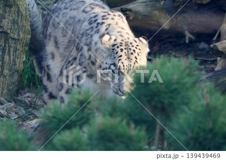 Snow leopard walking through green foliage in a natural habitat, showcasing its distinctive spotted fur and powerful physique among rocks and trees 139439469
