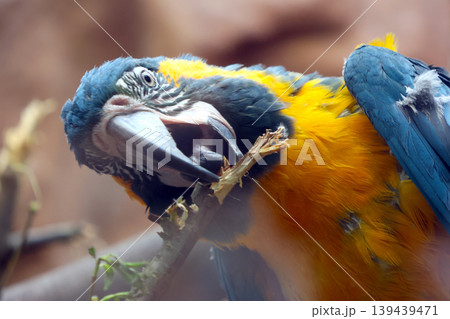 Colorful Macaw in Natural Habitat: Wildlife Photography for Posters and Prints Colorful Macaw in Natural Habitat: Wildlife Photography for Posters and Prints 139439471