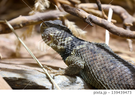 Desert Lizard in Natural Habitat: Study of Reptile Camouflage and Habitat Adaptation Desert Lizard in Natural Habitat: Study of Reptile Camouflage and Habitat Adaptation 139439473