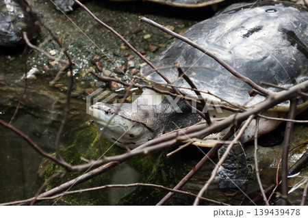 Aquatic Turtle Resting in Natural Habitat Among Twigs and Rocks Aquatic Turtle Resting in Natural Habitat Among Twigs and Rocks 139439478