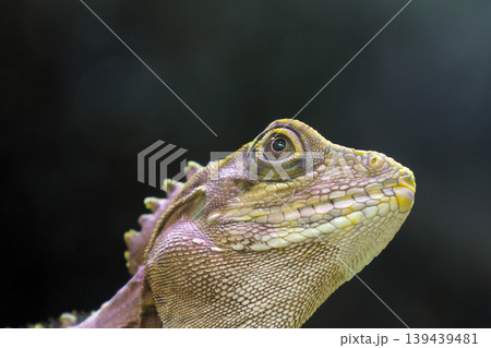 Detailed Profile of a Lizard in Natural Habitat - Wildlife Photography for Nature Enthusiasts Detailed Profile of a Lizard in Natural Habitat - Wildlife Photography for Nature Enthusiasts 139439481