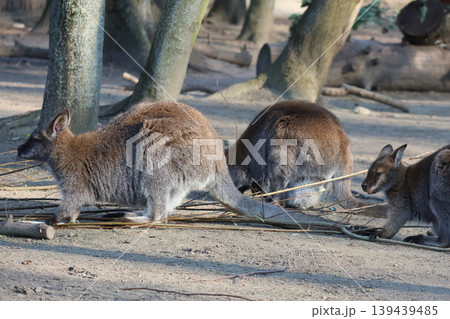 Australian Wildlife: Three Kangaroos in Natural Habitat for Nature Photography and Wildlife Conservation 139439485