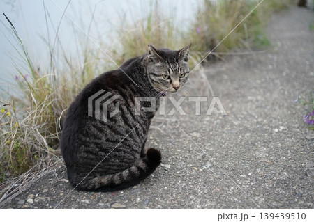 堤防で遊ぶとら猫 堤防で遊ぶとら猫 139439510