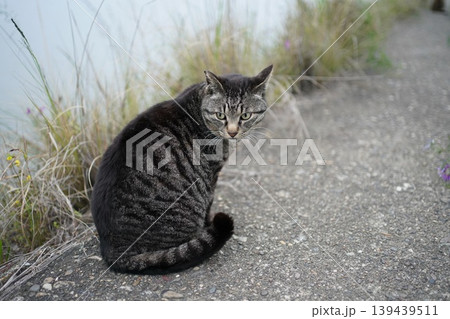 堤防で遊ぶとら猫 139439511
