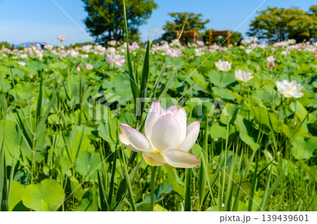 快晴の青空の下で広がる一面の蓮の花畑 快晴の青空の下で広がる一面の蓮の花畑 139439601
