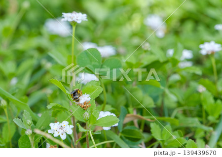 白い小さな花と蜜を吸う蜂の自然な姿 白い小さな花と蜜を吸う蜂の自然な姿 139439670