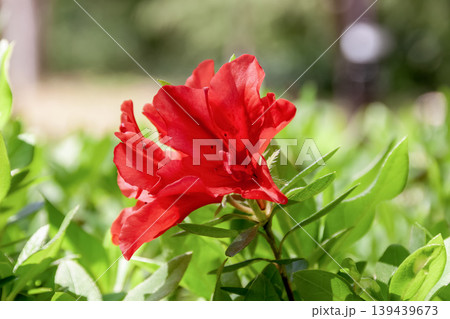 綺麗な赤色ツツジの花【ツツジ科】 綺麗な赤色ツツジの花【ツツジ科】 139439673