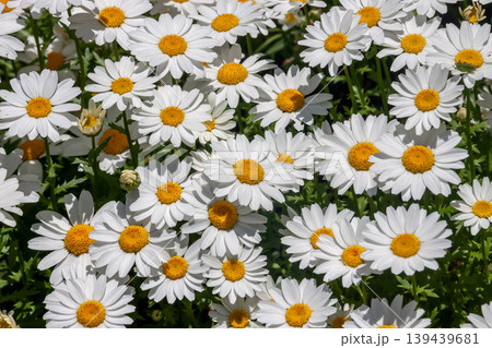 カンシロギク(寒白菊)の可愛い造形美【キク科】 カンシロギク(寒白菊)の可愛い造形美【キク科】 139439681