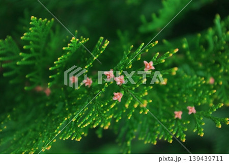 コニファーの緑の葉に開花したピンク色の小さな花 コニファーの緑の葉に開花したピンク色の小さな花 139439711