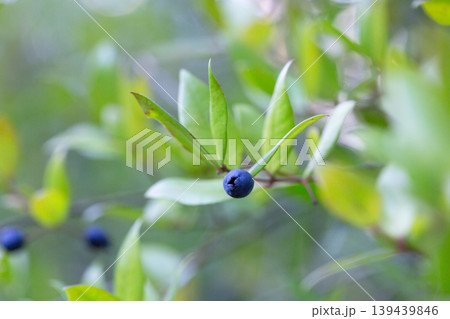 Myrtus communis with fruits, the Common myrtle, from the family Myrtaceae - a typical Mediterranean plant 139439846