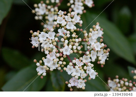 Tinus Compactum viburnum flower. White and pink viburnum flowers and buds on a branch in the garden, close-up. Spring flower background. 139439848