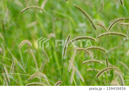 秋の訪れを告げる草原に揺れるエノコログサの背景 秋の訪れを告げる草原に揺れるエノコログサの背景 139439856