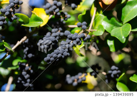 In nature, berries are ripe on ordinary ligustrum japonicum In nature, berries are ripe on ordinary ligustrum japonicum 139439895
