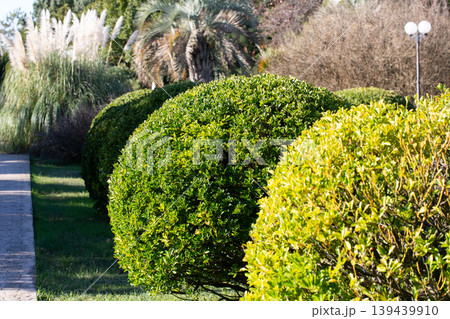 Euonymus japonicus or evergreen spindle bright green pruned shrubs. Globe form topiary with glossy foliage. Japanese spindle ornamental plant in the public garden in in the Southern Cultures Park Euonymus japonicus or evergreen spindle bright green pruned shrubs. Globe form topiary with glossy foliage. Japanese spindle ornamental plant in the public garden in in the Southern Cultures Park 139439910