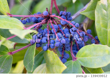 Close-up of ripe bright blue Mahonia berries among green leaves, Mahonia gracilipes in winter. Close-up of ripe bright blue Mahonia berries among green leaves, Mahonia gracilipes in winter. 139439912